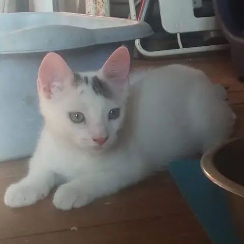 Butters