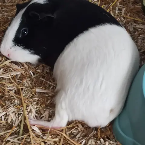 Oreo