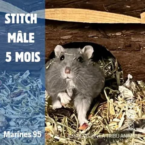 Stitch