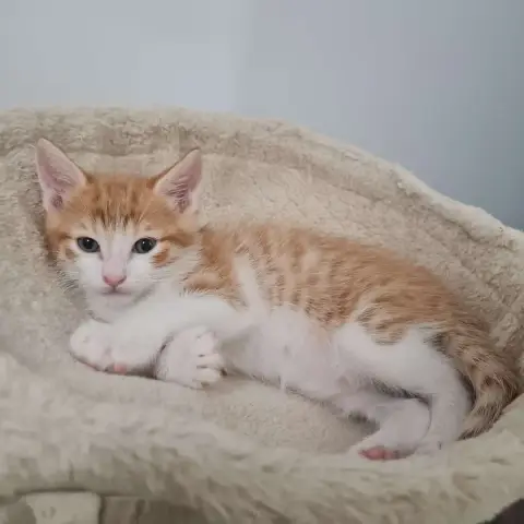 Kitsu
