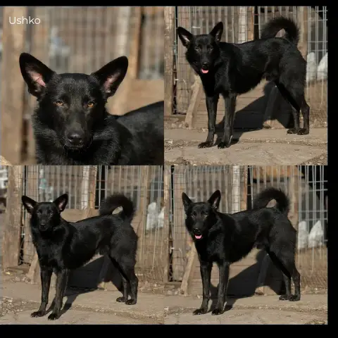 Ushko