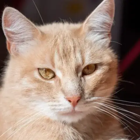 Titou