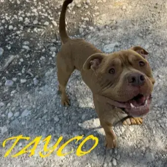 Tayco