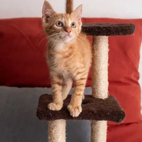✨️ Niro ✨️ 🐱 photo 3