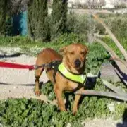 Klaus