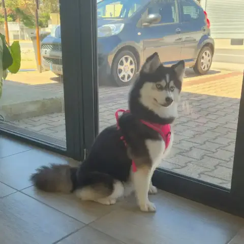 Bella photo 2