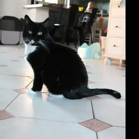 Bigoudi