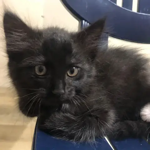Stella