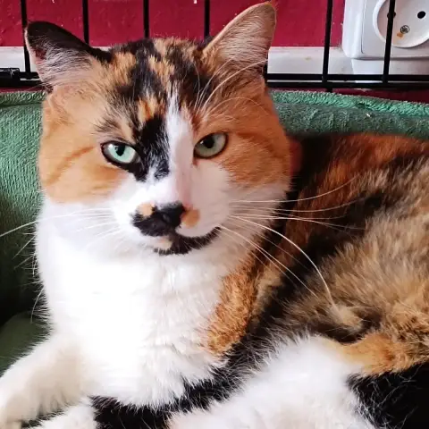 Perla