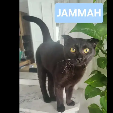 Jammah