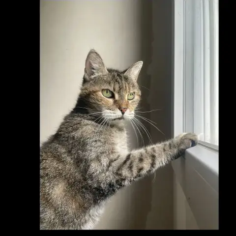 Petite Maman