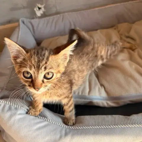 Rikiki photo 2