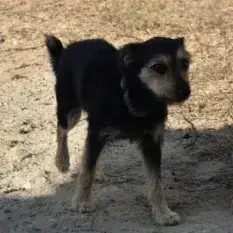 Oscar