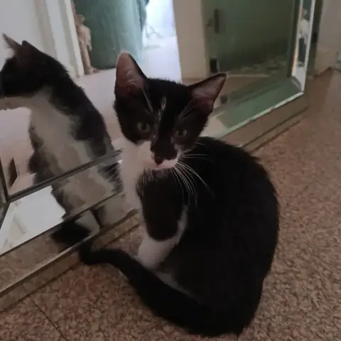 Délizia photo 2