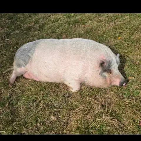 Peppa Pig photo 3