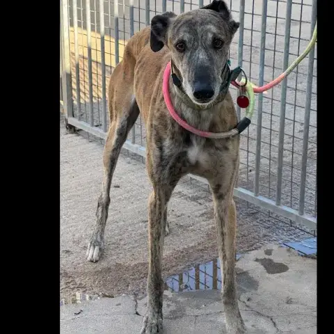 Tigre Galgo photo 3
