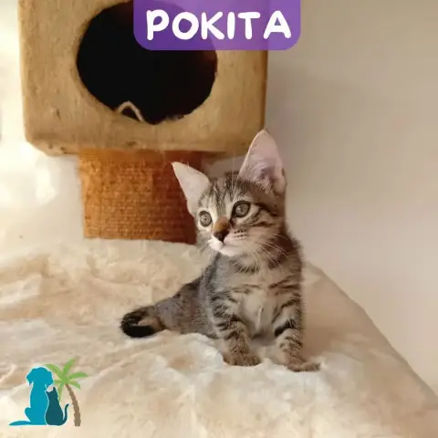 Pokita