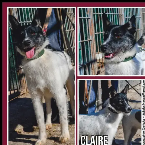 Claire