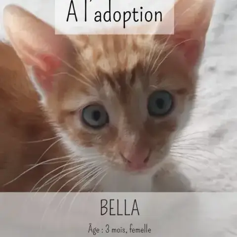Bella