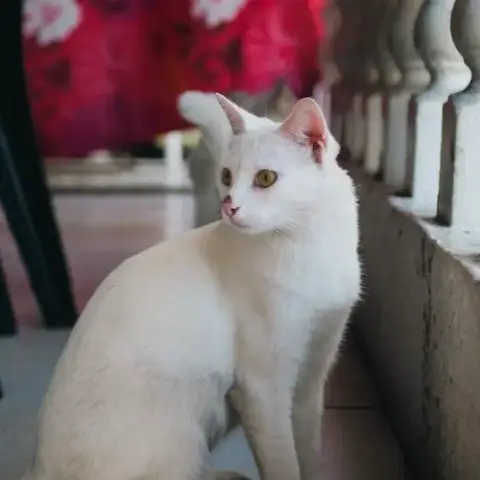 Aïna photo 3