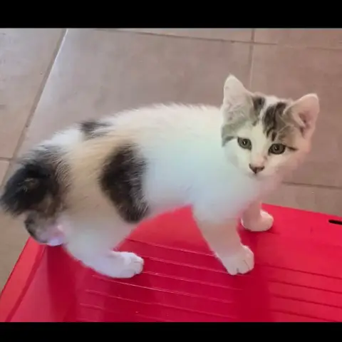 Bémol photo 2