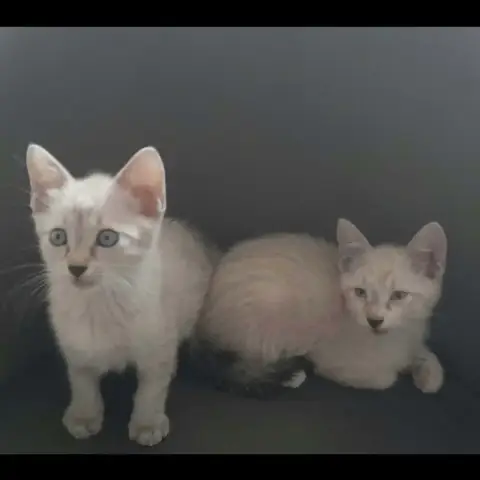 Aladin Et Loupio