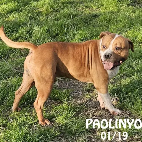 Paolinyo