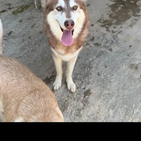 Kavik