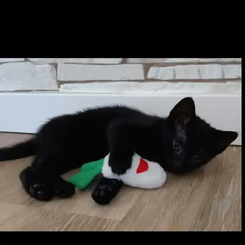 Bibou photo 2