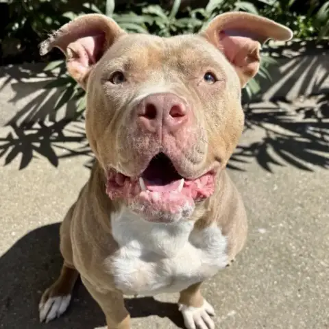 Bonnie