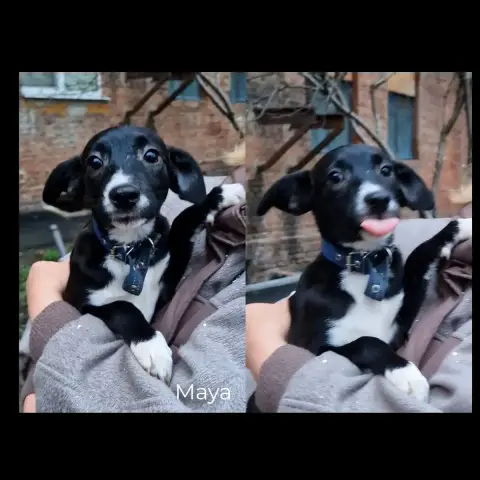 Maya
