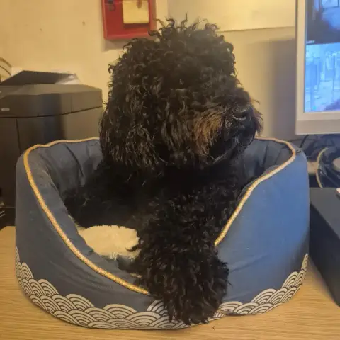 Teddy photo 2