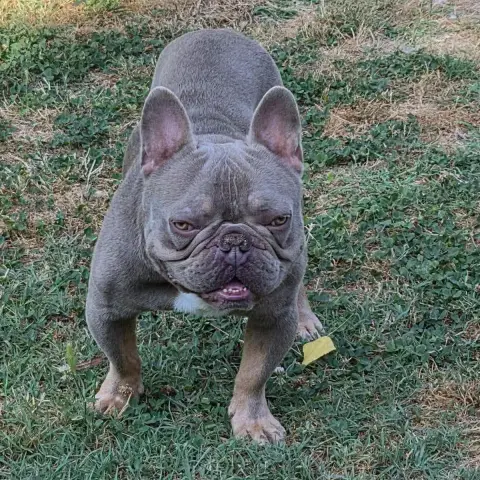 Vador photo 2