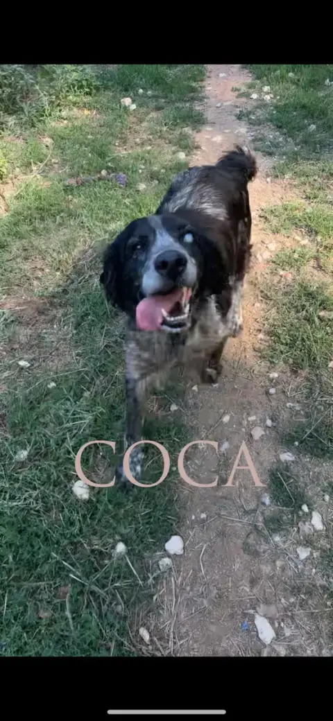 Coca