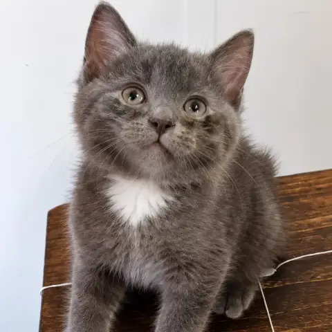 Emile