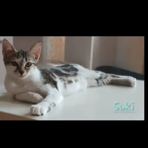 Suki photo 2