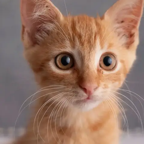 ✨️ Cooper ✨️ 🐱 photo 2
