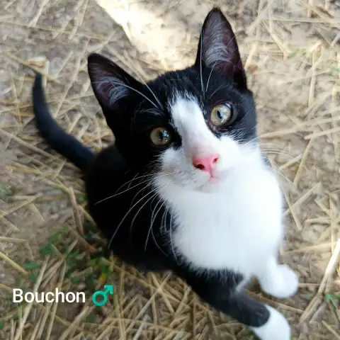 Bouchon Et Bai
