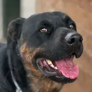 Capone