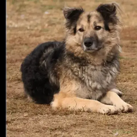Merlin