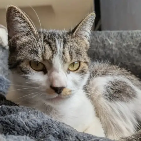Louisa