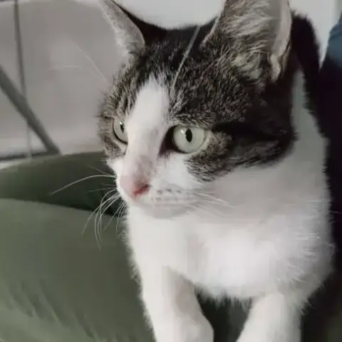 Rosie