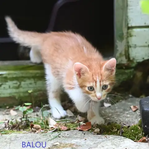 Baloo