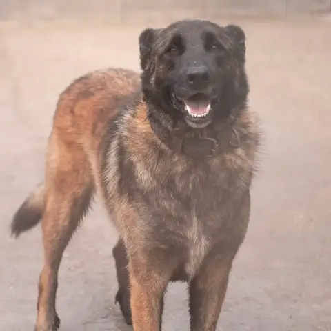 Xador
