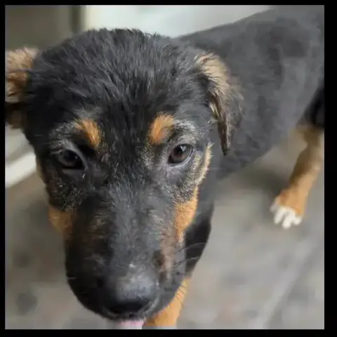 Zoe photo 3