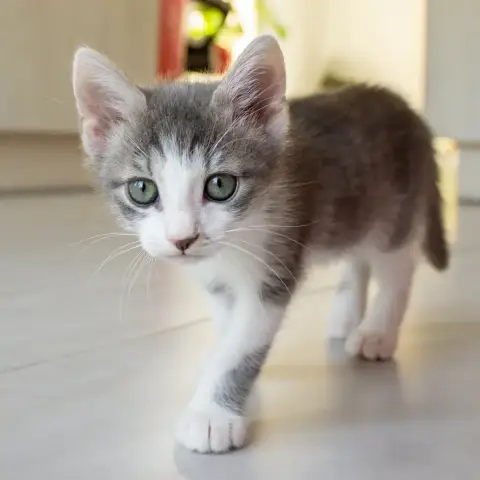Mako photo 3