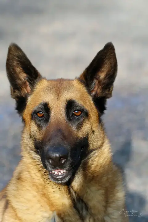 Nala photo 2