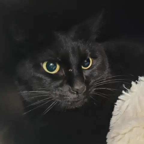 Luna photo 2