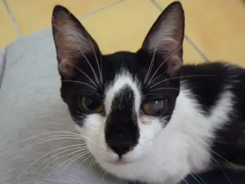 Milka