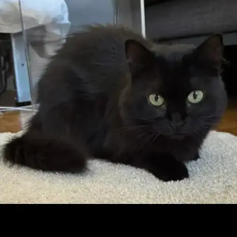Mia